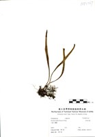 藏品(多形石葦)的圖片